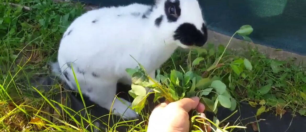 Joey's Happy Life (So cute rabbit, bunny) lovely to watch