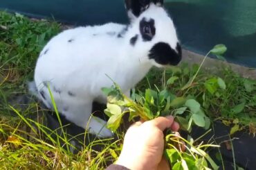 Joey's Happy Life (So cute rabbit, bunny) lovely to watch