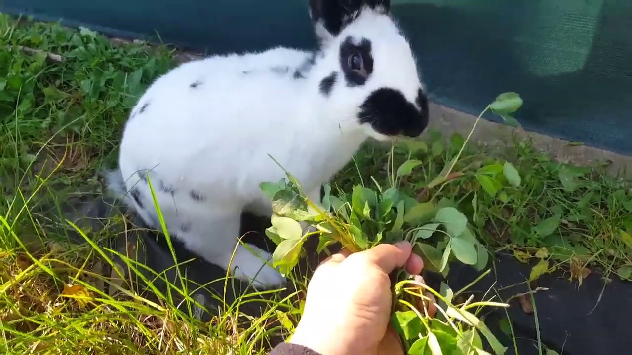 Joey's Happy Life (So cute rabbit, bunny) lovely to watch