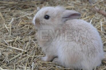 Baby Rabbit Stock Video