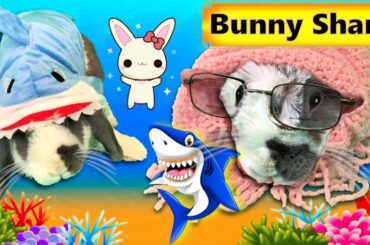Bunny Shark | Baby Shark Dance Parody | Animal Songs | Songs for Children