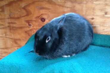 The DO'S and DON'TS for Rabbit Owners