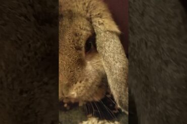 The new channel name /cutest bunny ever!🐰🐇