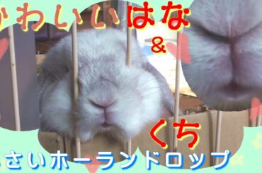 #26【うさぎのかわいい鼻と口】(Rabbit cute nose and mouth) ロップイヤー ホーランドロップ ウサギ Holland Lop Bunny