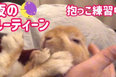 【うさぎ】癒しの夜のルーティーン 抱っこ編【かわいい】Cute rabbit Night routine #67