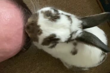 Jakob the Rabbit being cute