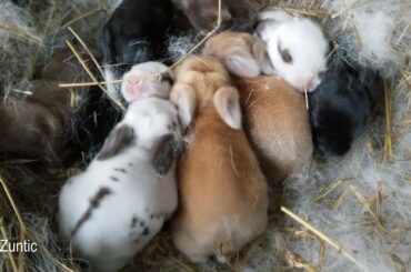 Rabbit babies at seven days old - bunnies one week old today