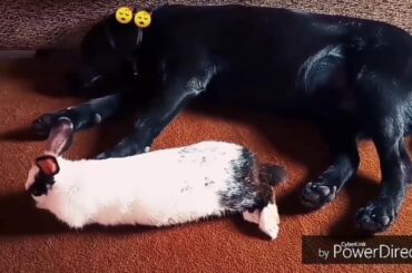 Labrador dog and rabbit are sleeping together ||Life with Labrador
