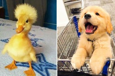 Animals SOO Cute! Cute baby animals Videos Compilation cutest moment of the animals #2