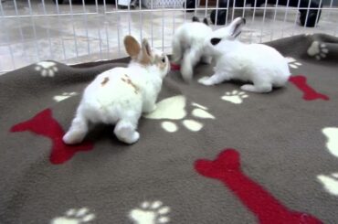 Rescued Rabbit Daisy's 6 Baby Bunnies