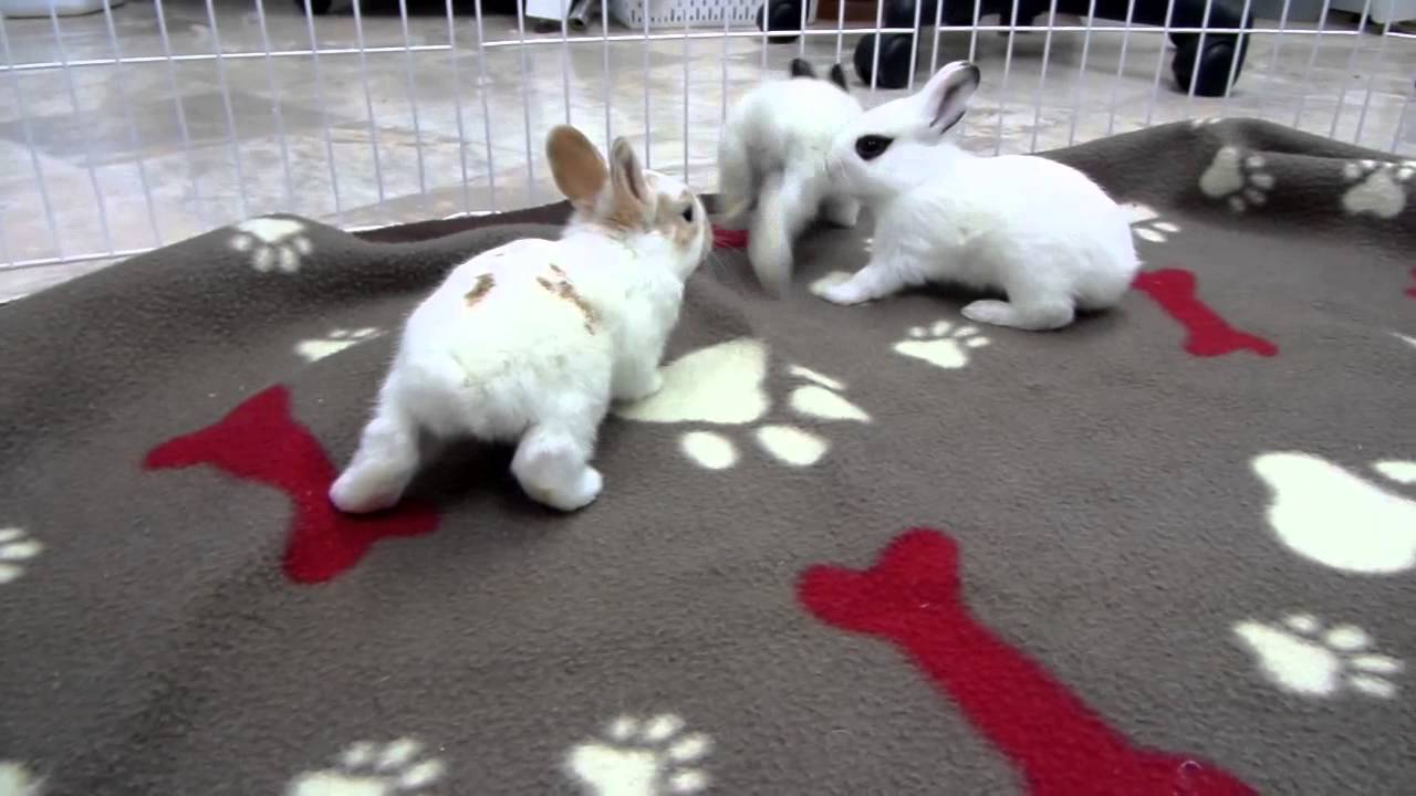 Rescued Rabbit Daisy's 6 Baby Bunnies