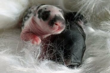 Day Old Baby Bunnies of Buc~A~Buc Farm