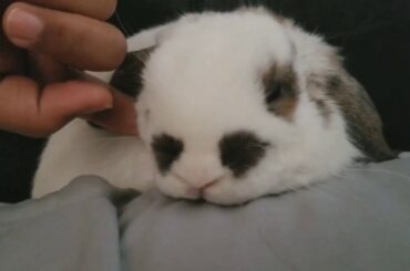 Cute Rabbit falls asleep while petting!🐰♥🐇