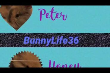 What I feed my baby bunnys!