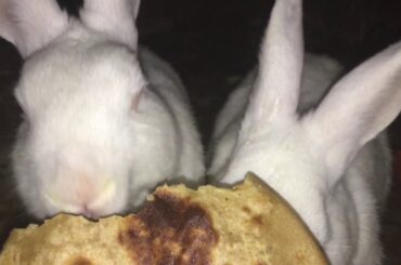 My cute Bunny eating food.