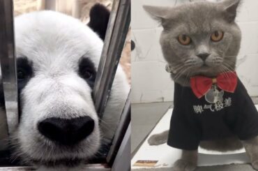 Cutest Baby Animals Videos Compilation Cute Moment of the Animals 2019 #4