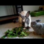 Cute Bunny: Rover Pet Sitting App