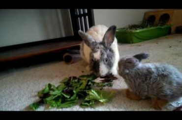 Cute Bunny: Rover Pet Sitting App