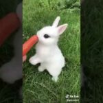 2  having a long day? take a moment to enjoy this baby bunny eating a carrot
