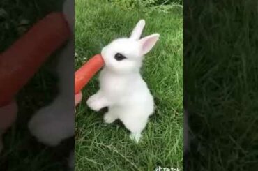 2  having a long day? take a moment to enjoy this baby bunny eating a carrot
