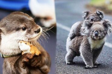 Cutest Animals! Cute baby animals Videos Compilation cute moment of the animals #19