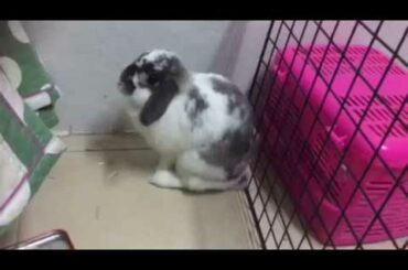 Cute rabbit pet