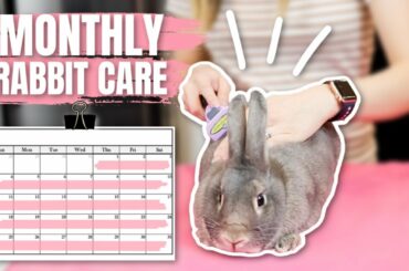 Monthly Rabbit Care