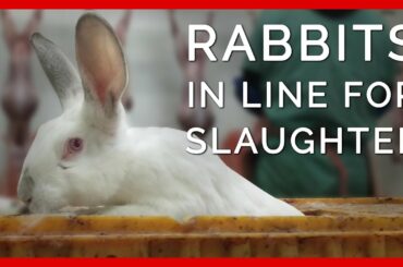 Rabbits Wait for Their Turn to Be Slaughtered for Fur