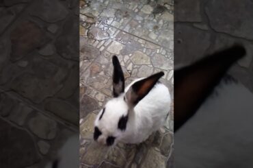Funny pet. Rabbit cute..
