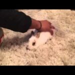 How to give a bunny rabbit a massage *Like Comment & Subscribe for more cute bunny rabbit videos*