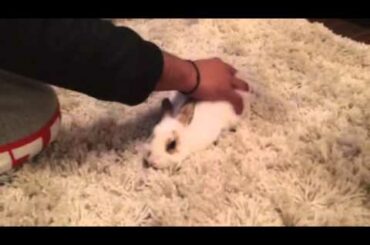 How to give a bunny rabbit a massage *Like Comment & Subscribe for more cute bunny rabbit videos*