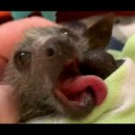 Baby flying-fox has a "lick button":  this is Saskia