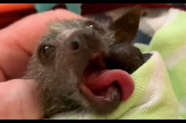 Baby flying-fox has a "lick button":  this is Saskia