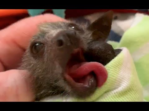 Baby flying-fox has a "lick button":  this is Saskia
