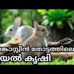 മാങ്കോസ്റ്റീൻ തോട്ടത്തിലെ മുയൽ കൃഷി| rabbit, durian, mangosteens, etc
