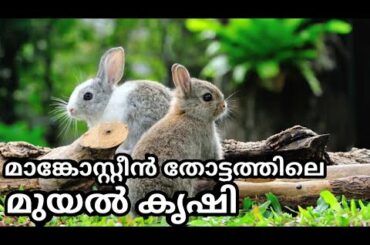 മാങ്കോസ്റ്റീൻ തോട്ടത്തിലെ മുയൽ കൃഷി| rabbit, durian, mangosteens, etc