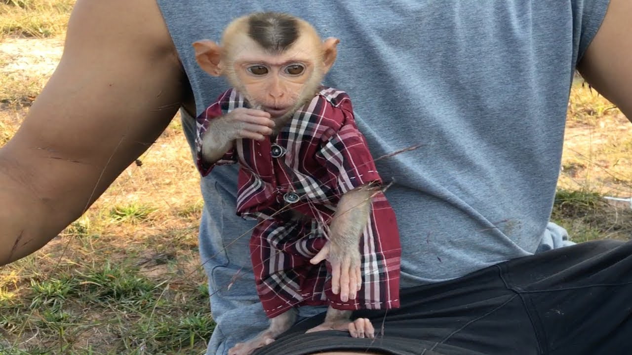 Baby Monkey Zono Stand Selfie With Grandpa Look Very Cute, Baby Zono Look Very Hungry