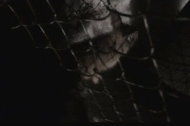 Live Rabbit (Cottontail) in Distress