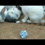 Beyblade Burst With Rabbits
