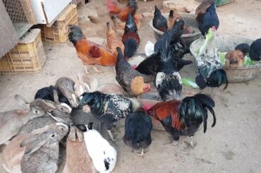 토종닭(chicken) 청계닭, 토끼(rabbit)에게  저녁을 주었습니다. 배가 고프니 정신없이 먹네요~