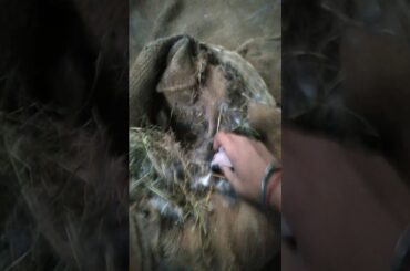 Rabbit baby is so cute