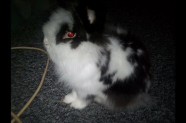 Cute Bunny Fluffy Playing with Packaging.