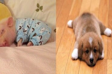 Funny and Cute baby animals Videos Compilation 2020 | Cutest Moment of the Cute Animals - Soo Cute