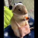 Cute Little Rabbit Eating | Viral Video | Must Watch Video