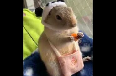 Cute Little Rabbit Eating | Viral Video | Must Watch Video