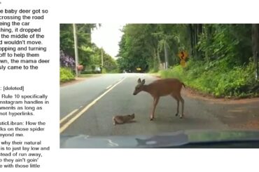 Top Reddit Video - Aww: This little baby deer got so scared crossing the road from seeing the c...