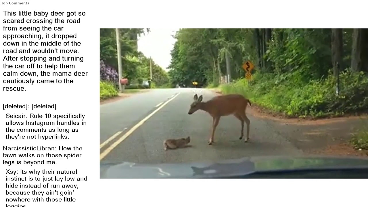 Top Reddit Video - Aww: This little baby deer got so scared crossing the road from seeing the c...