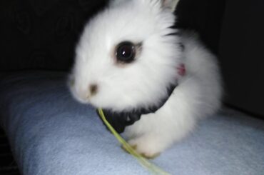 ME BABY BUNNY EATING ALFALFA HAY! YAY!