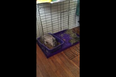 Cute bunny loves getting a litter box change
