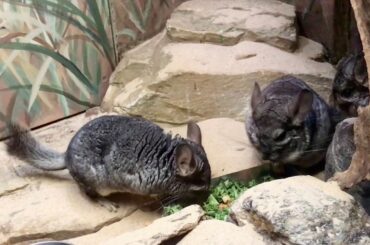 Cute Chinchillas. Hermosas Chinchillas